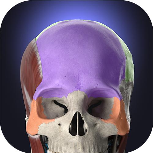 Anatomyka - Anatom&iacute;a 3D